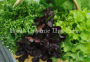 จำหน่ายพืชผักและผลไม้ออร์แกนิค ที่ได้รับรองมาตรฐาน EU-USDA-OrganicThailand ส่งตรงถึงบ้าน
