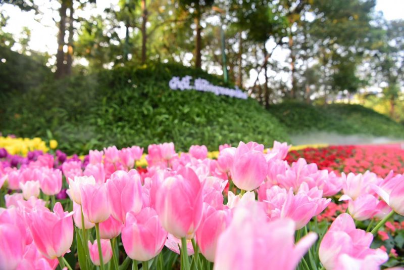 รวมภาพดอกไม้เมืองหนาวสวยๆ ในงาน “เชียงรายดอกไม้งาม ปีที่19” – เที่ยวเชียงราย