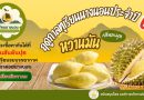 สายทุเรียนห้ามพลาดแล้วนะ! เริ่มฤดูกาลทุเรียนนางนอนมาแล้วจ้า