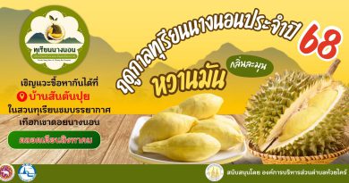 สายทุเรียนห้ามพลาดแล้วนะ! เริ่มฤดูกาลทุเรียนนางนอนมาแล้วจ้า