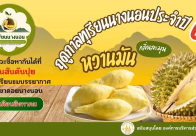สายทุเรียนห้ามพลาดแล้วนะ! เริ่มฤดูกาลทุเรียนนางนอนมาแล้วจ้า