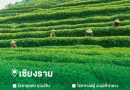 รวมพิกัดไร่ชา จ.เชียงราย เที่ยวเชิงเกษตร สัมผัสไร่ชาบนขุนเขา